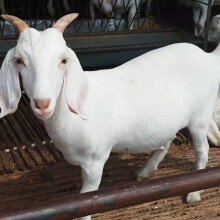 种美国白山羊纯种活体种公羊怀孕母羊繁育小羊羔羊崽全国发货 小白羊母30斤
